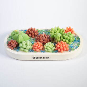Succulent Garden