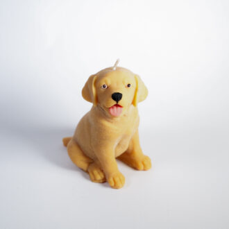 Labrador - Golden Retriever