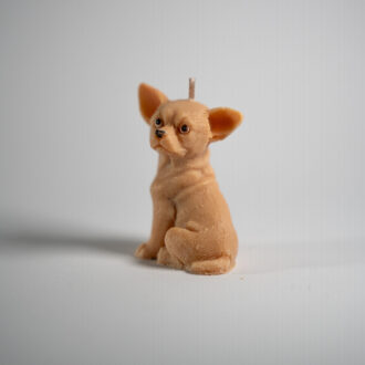 Chihuahua 2