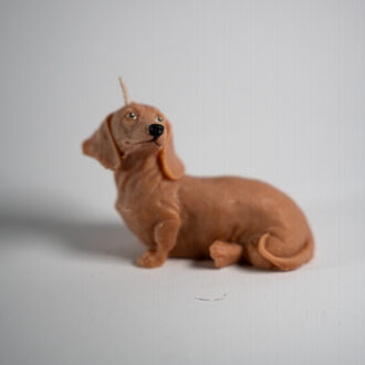 Dachshund